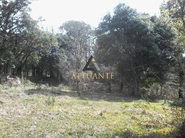 Terreno para Venda em Caxias do Sul - 4