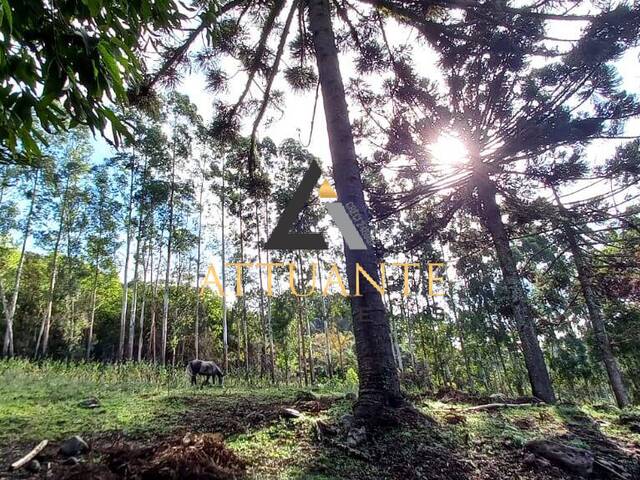 Chácara para Venda em Caxias do Sul - 4
