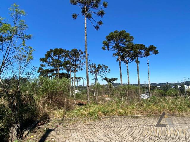 Terreno para Venda em Caxias do Sul - 4
