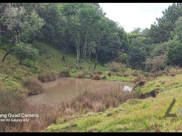 Chácara para Venda em Caxias do Sul - 4