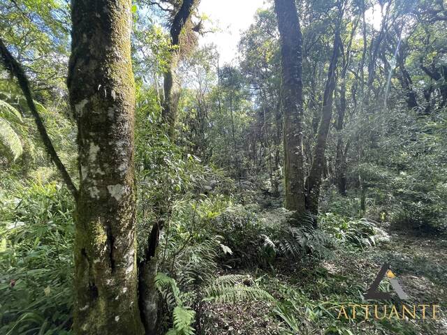 Terreno para Venda em Caxias do Sul - 4