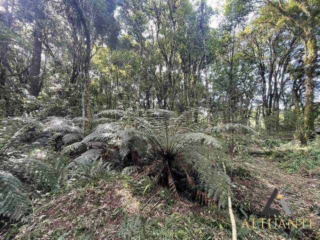 Terreno para Venda em Caxias do Sul - 5