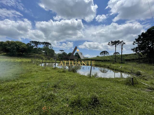 Chácara para Venda em Flores da Cunha - 5