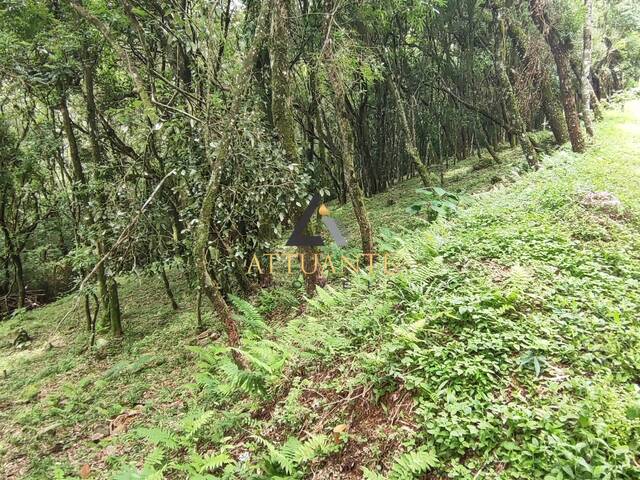 Terreno para Venda em Caxias do Sul - 4