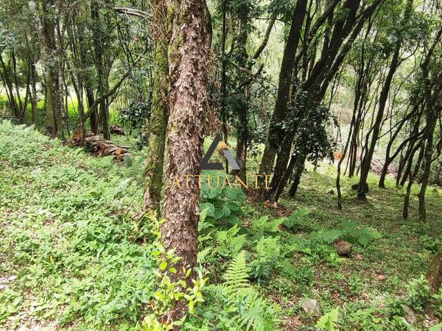 Terreno para Venda em Caxias do Sul - 5