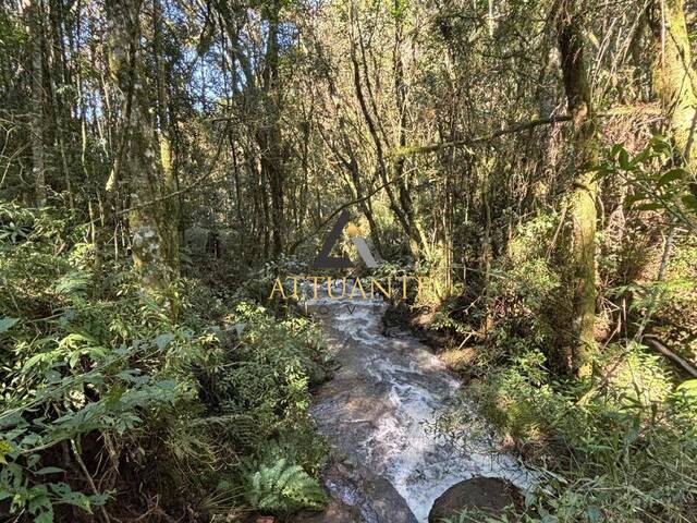 Chácara para Venda em Caxias do Sul - 5