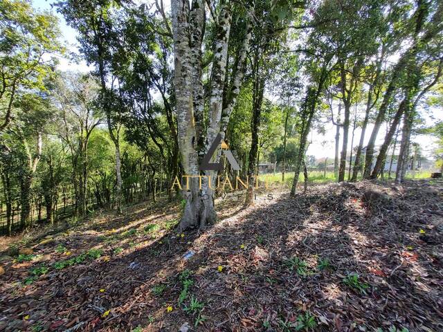 Venda em Pedancino - Caxias do Sul