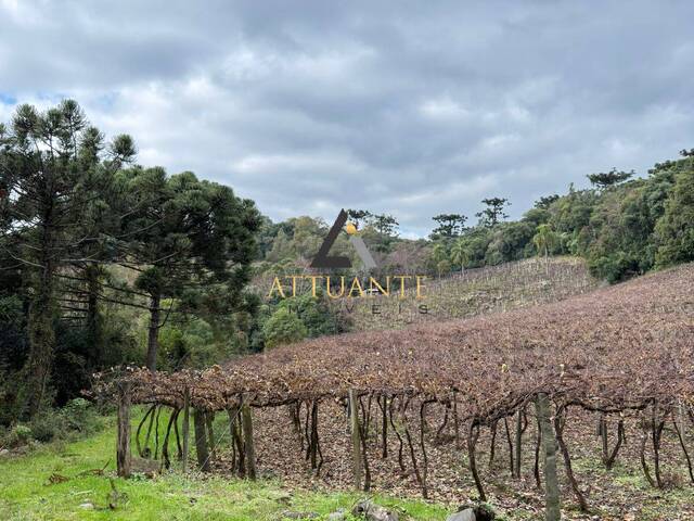 Chácara para Venda em Caxias do Sul - 2