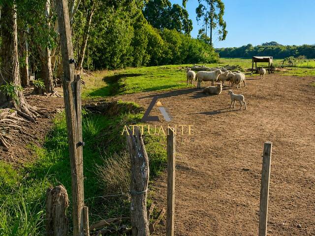 #CH1797 - Sítio para Venda em Vacaria - RS - 3